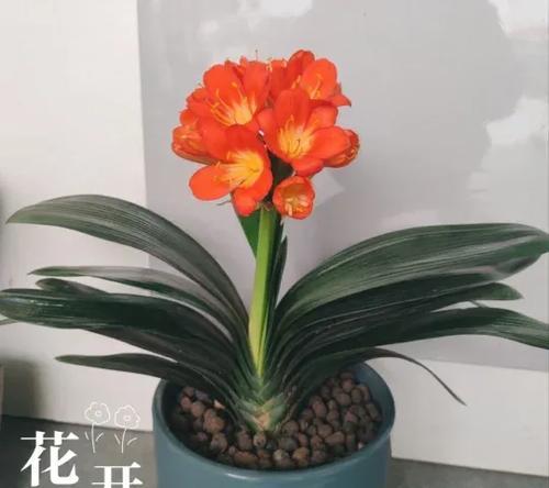 君孑兰的花语有哪些？它有什么特别的含义吗？