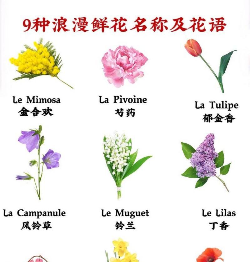 含羞草花语树是什么意思？它象征着什么？