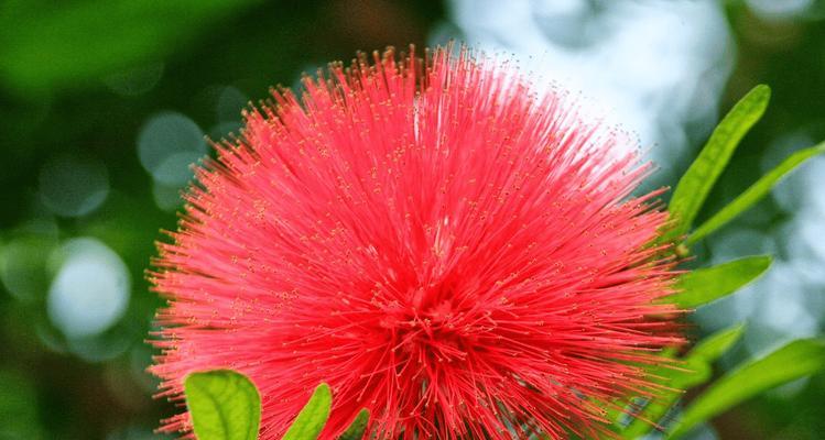 含羞草花语树是什么意思？它象征着什么？