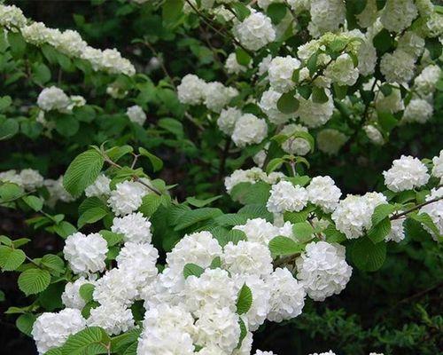 麻叶绣球花语代表了什么含义？