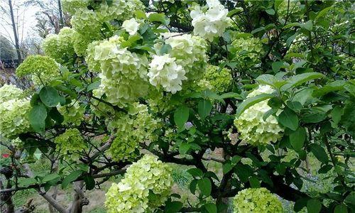 麻叶绣球花语代表了什么含义？