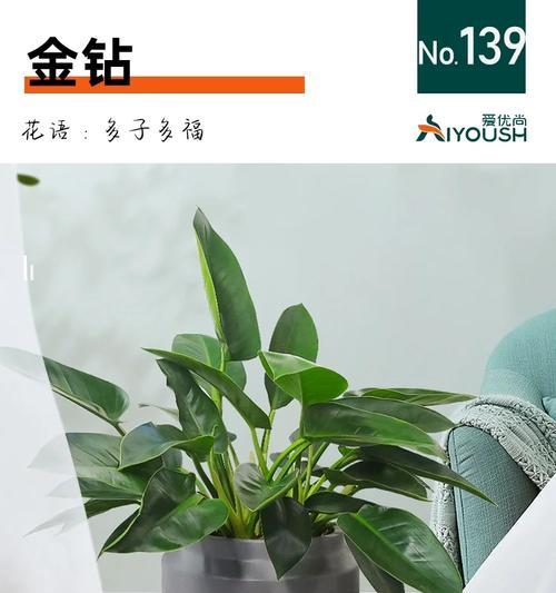 红金钻的花语是什么？