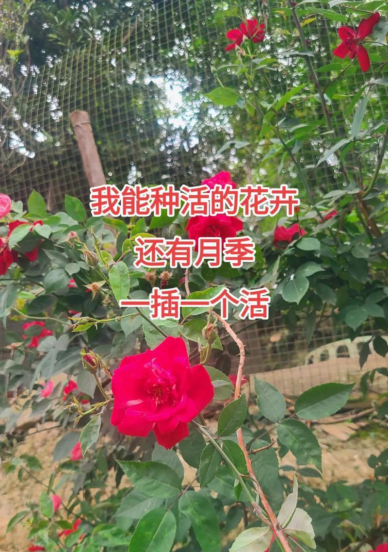 月季花及花语有哪些？