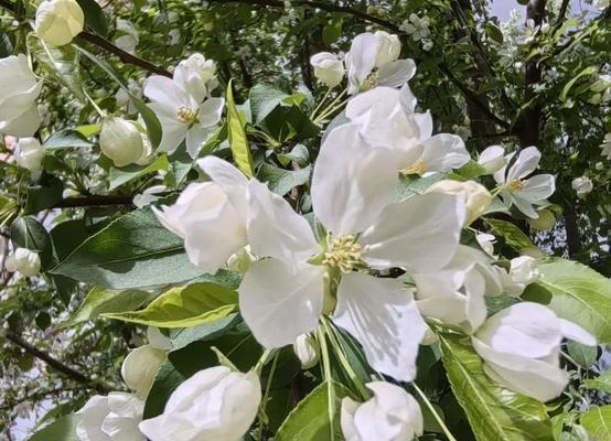 山荆子的花语有哪些？
