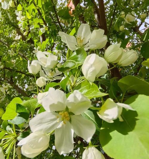 山荆子的花语有哪些？