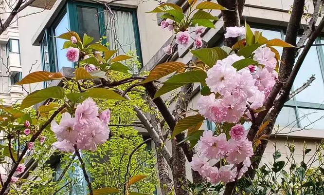重瓣晚樱花语代表了什么？