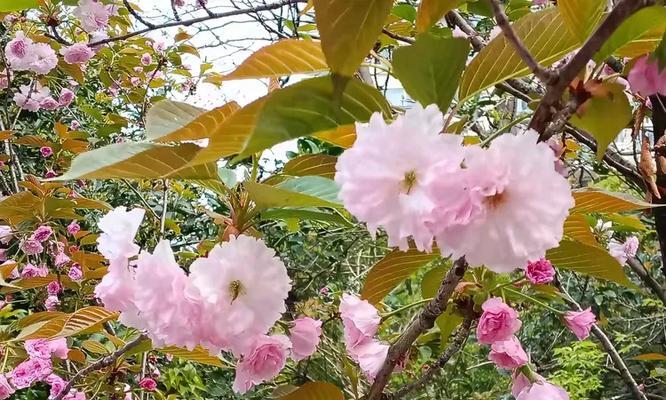 重瓣晚樱花语代表了什么？