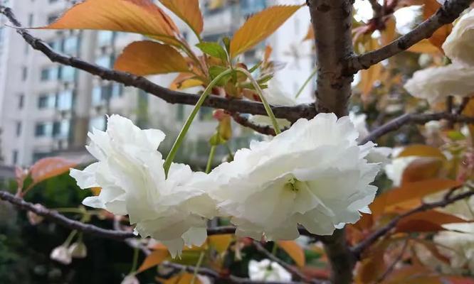 重瓣晚樱花语代表了什么？