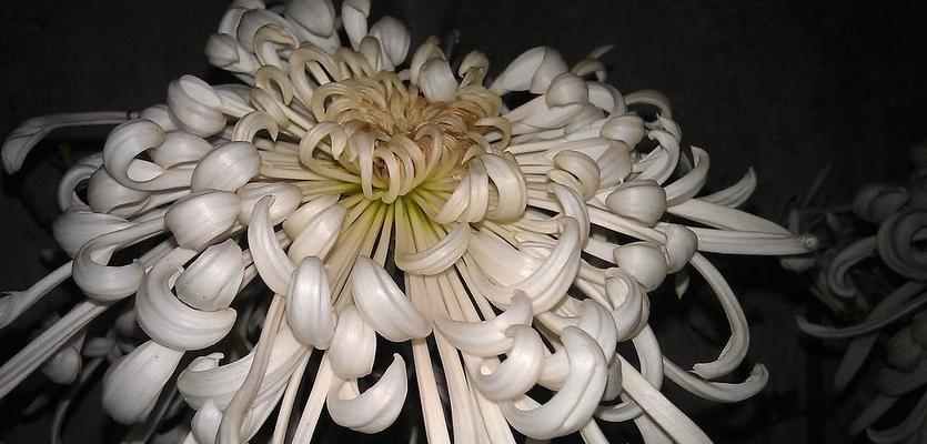 桔色菊花的花语有哪些？