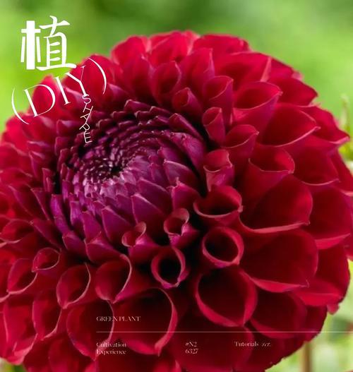 桔色菊花的花语有哪些？