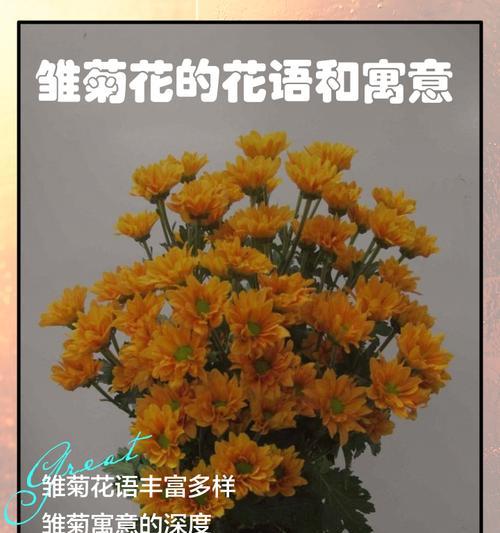桔色菊花的花语有哪些？