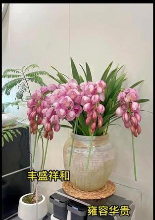 大朵惠兰花语有哪些含义？