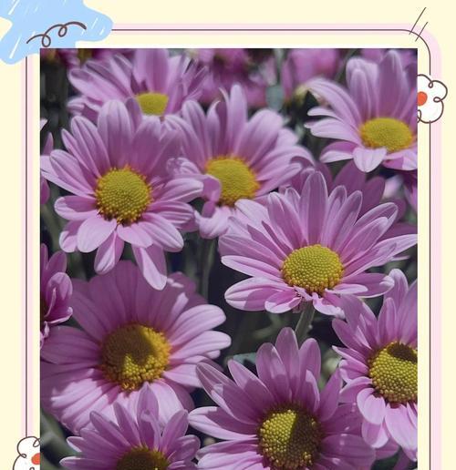 紫粉雏菊花语代表了什么含义？
