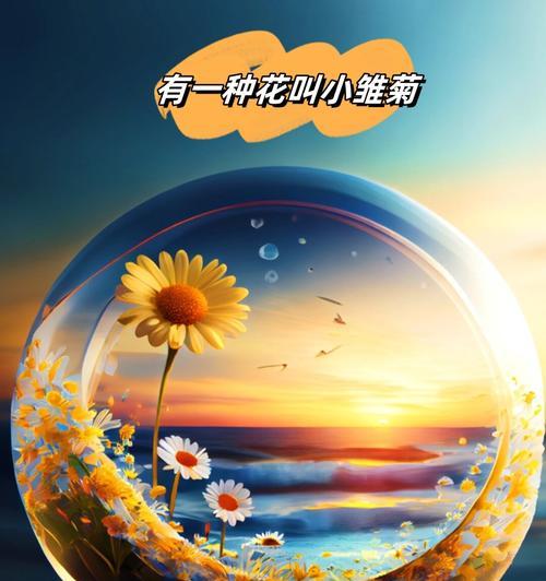 紫粉雏菊花语代表了什么含义？