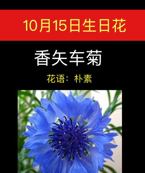 黄失车菊花语是什么意思？