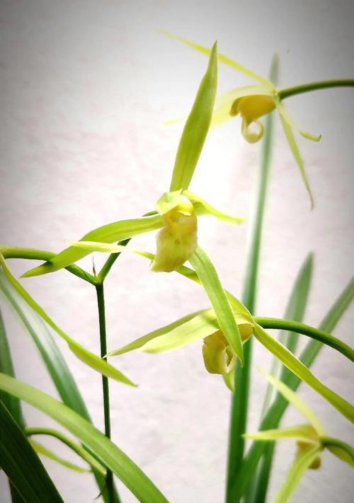 兰于兰的花语代表了什么？