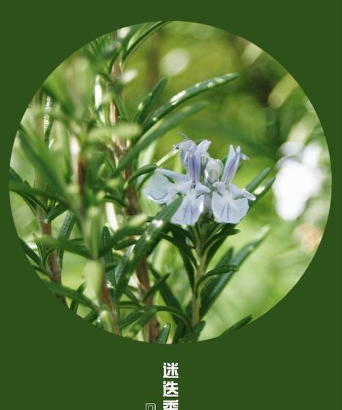 迷选香花的花语有哪些？