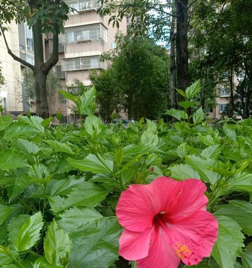 朱瑾花话花语是什么意思？