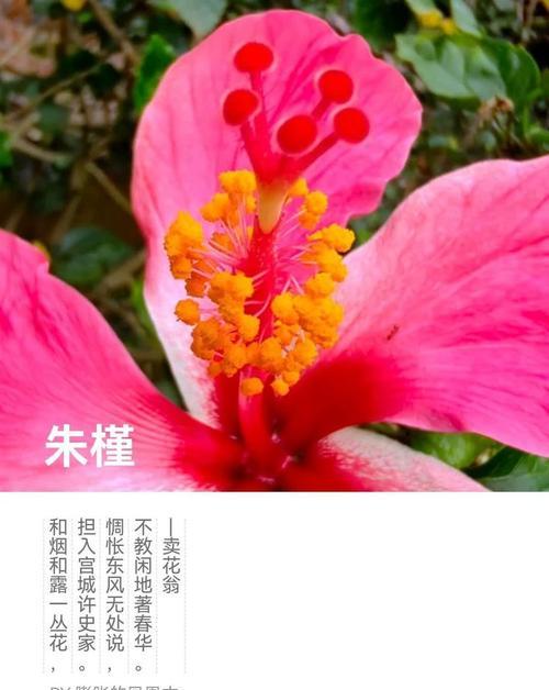 朱瑾花话花语是什么意思？