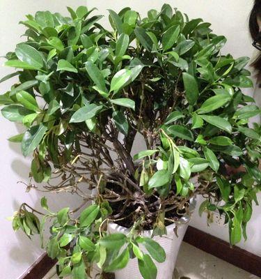 华灰莉木花语代表了什么？