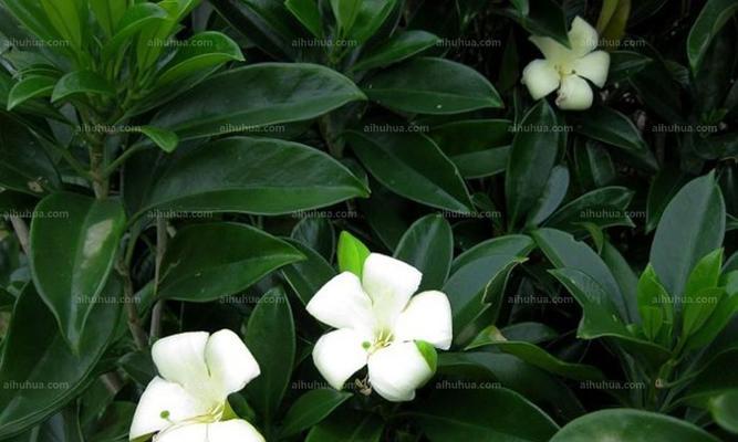 华灰莉木花语代表了什么？