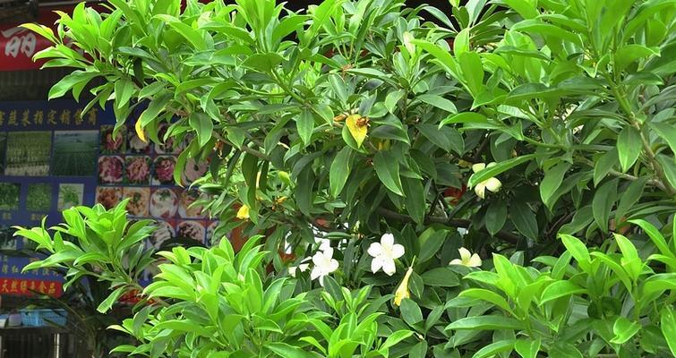 华灰莉木花语代表了什么？