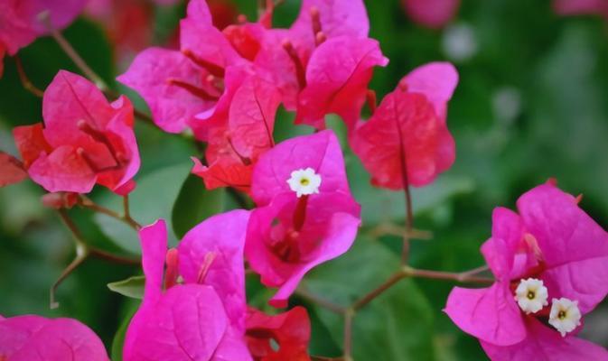 叶子花属花语代表了什么含义？