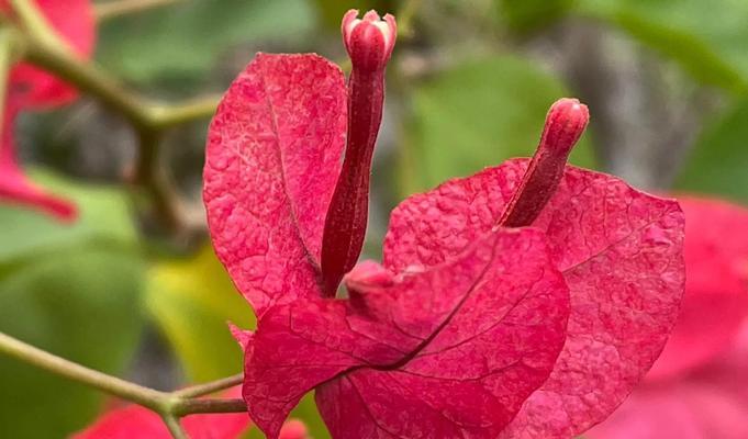 叶子花属花语代表了什么含义？