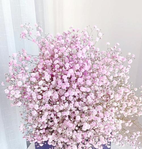 满天星花语月是什么意思？如何正确理解？