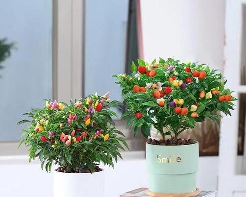 彩椒盆栽的花语有哪些？如何养护？