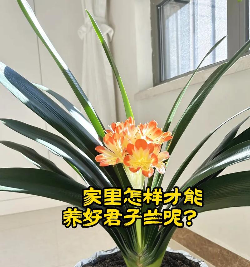 君子兰简花语代表什么？如何培育？
