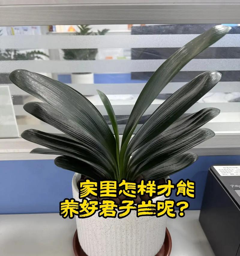 君子兰简花语代表什么？如何培育？