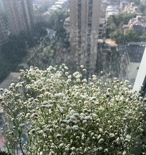 满天星花语有哪些含义？如何表达爱意？