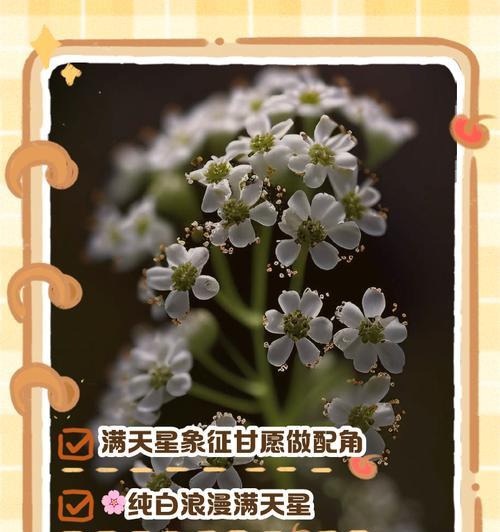 满天星花语有哪些含义？如何表达爱意？