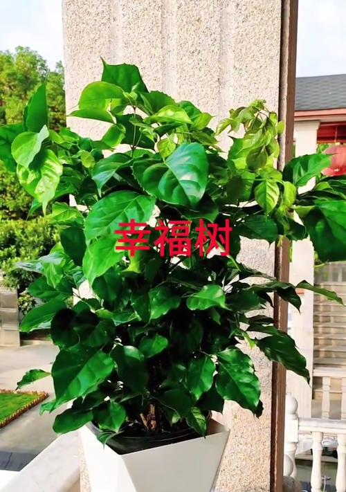 幸福树的花语是什么？如何养出健康幸福树？