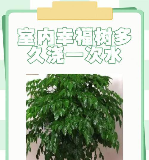 幸福树的花语是什么？如何养出健康幸福树？