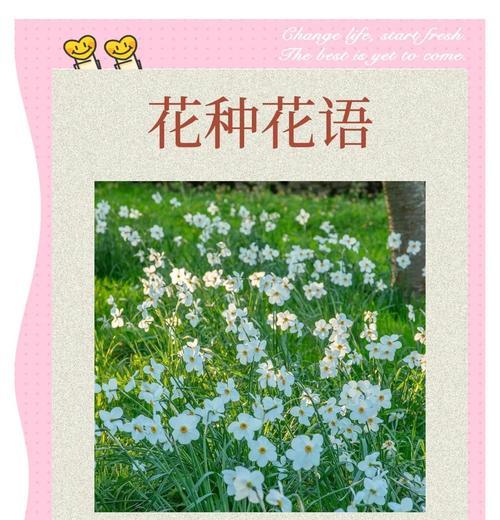 荷兰水仙花语有何深意？如何欣赏？
