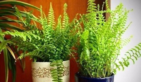 波斯顿蕨的花语是什么？如何照料？