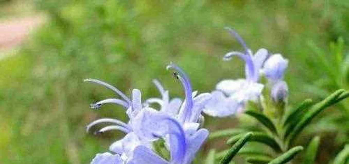 迷蝶香的花语有何寓意？如何使用？