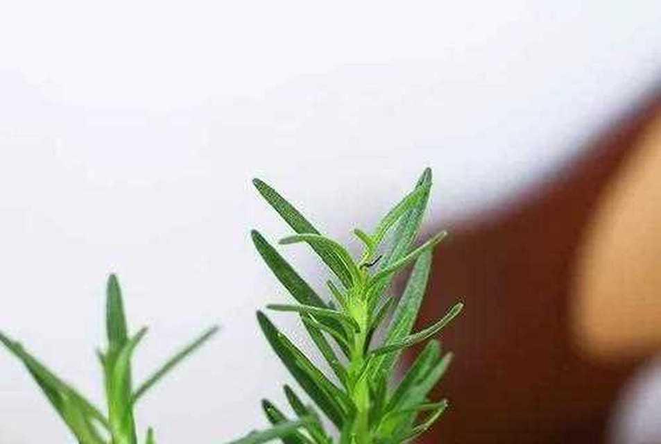 迷蝶香的花语有何寓意？如何使用？