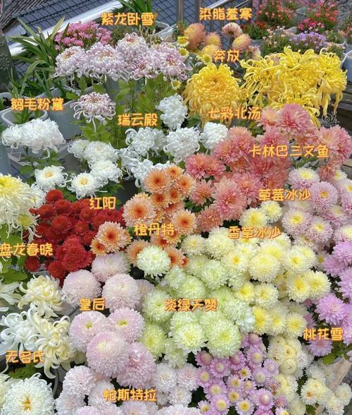 5朵菊花的花语是什么？如何搭配？