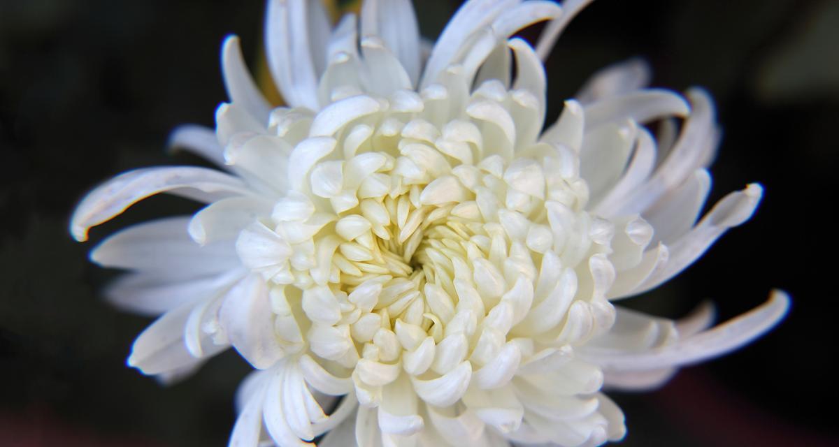 5朵菊花的花语是什么？如何搭配？