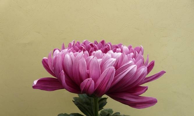 5朵菊花的花语是什么？如何搭配？