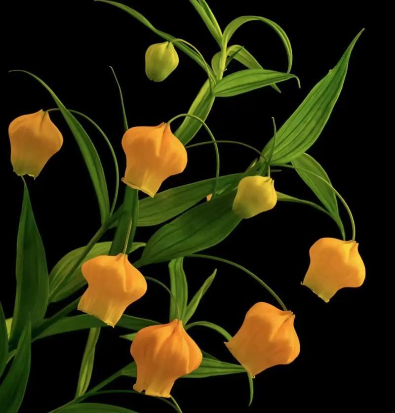 大宫灯花的花语是什么？如何养护？