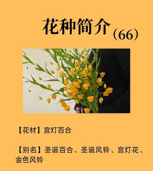 大宫灯花的花语是什么？如何养护？
