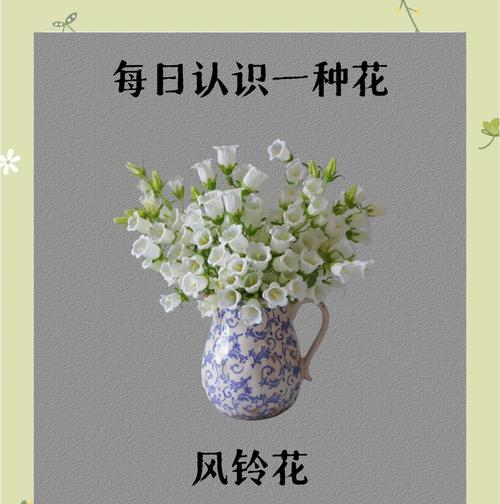 风之莲的花语有何特别之处？如何种植？