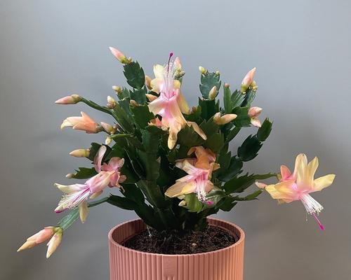 蟹瓜兰的花语有何含义？如何养护？