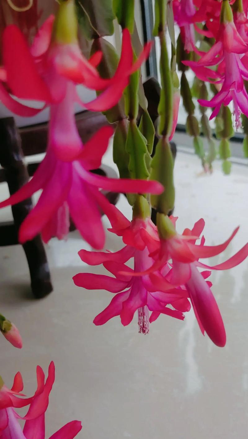 蟹瓜兰的花语有何含义？如何养护？