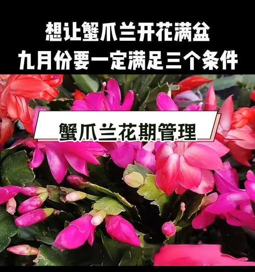 蟹瓜兰的花语有何含义？如何养护？