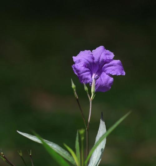 蓝绿色花的花语是什么？如何搭配？